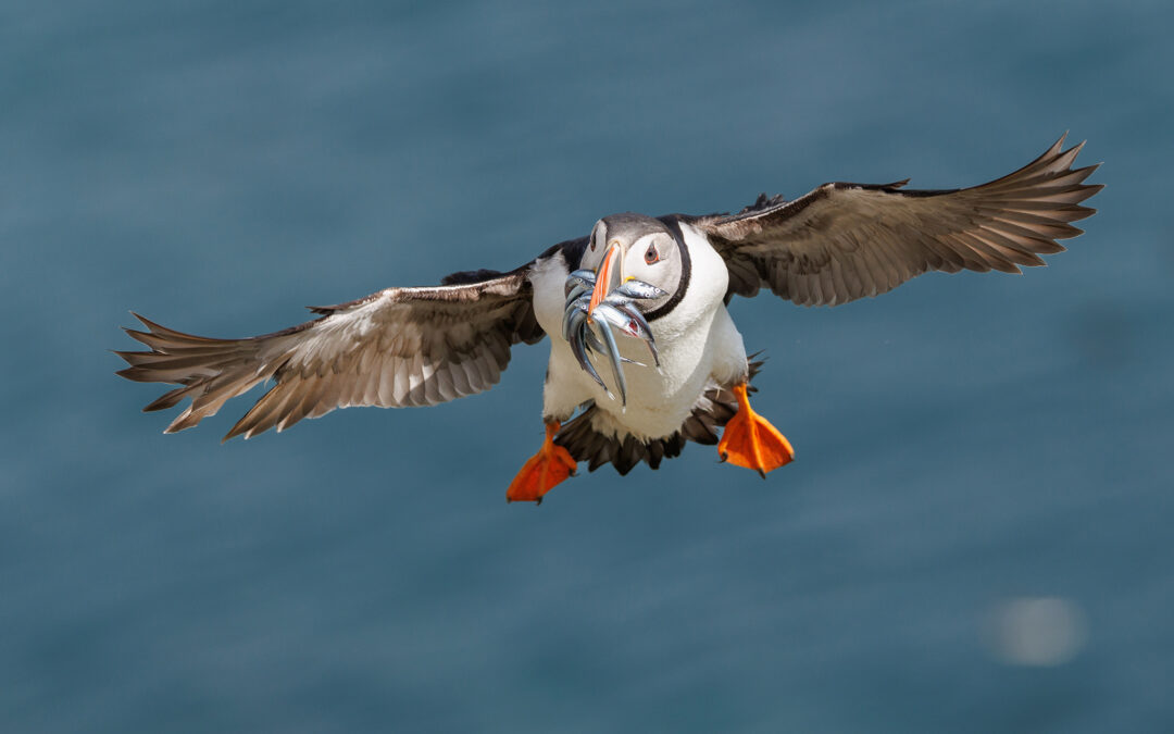 Fotoausstellung im Rahmen des Naturfototreff am 07.03.2026